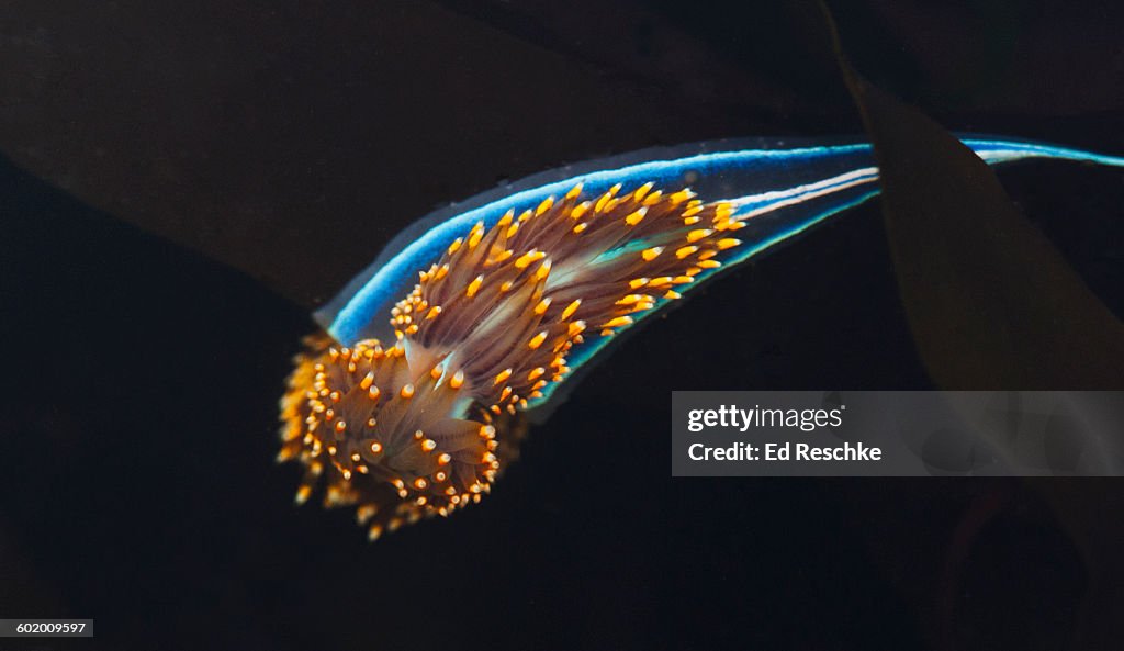 Opalesent Nudibranch, Pacific Northwest Coast