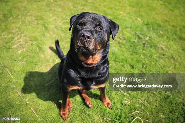 English Rottie 77 English Rottweiler Stock Photos, High-Res Pictures, and Images ...