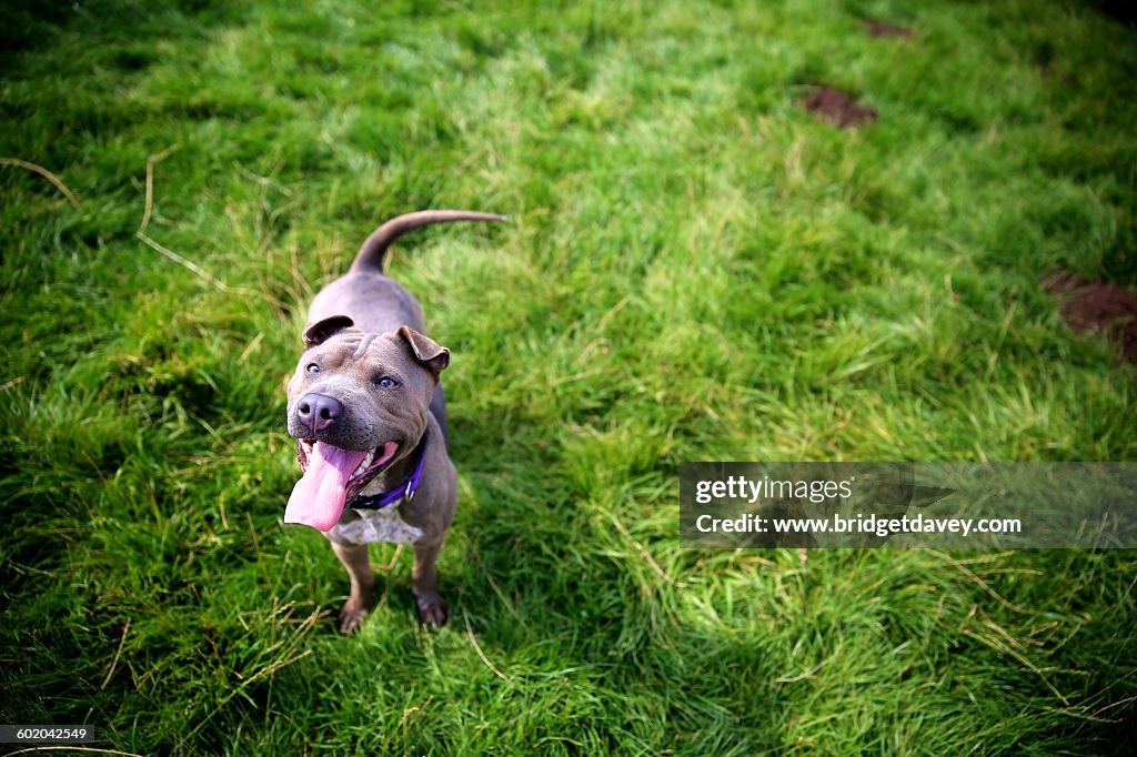 Blue Staffordshire Bull Terrier looking up