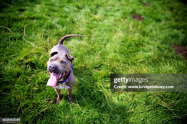 blue staffordshire bull terrier looking up - dog shaking stock pictures, royalty-free photos & images