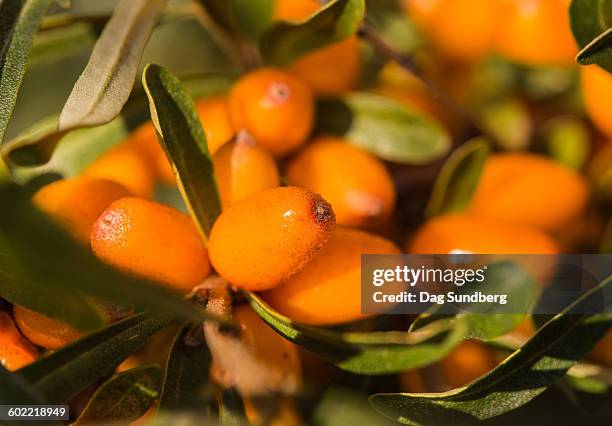 sea-buckthorn - buckthorn stock pictures, royalty-free photos & images