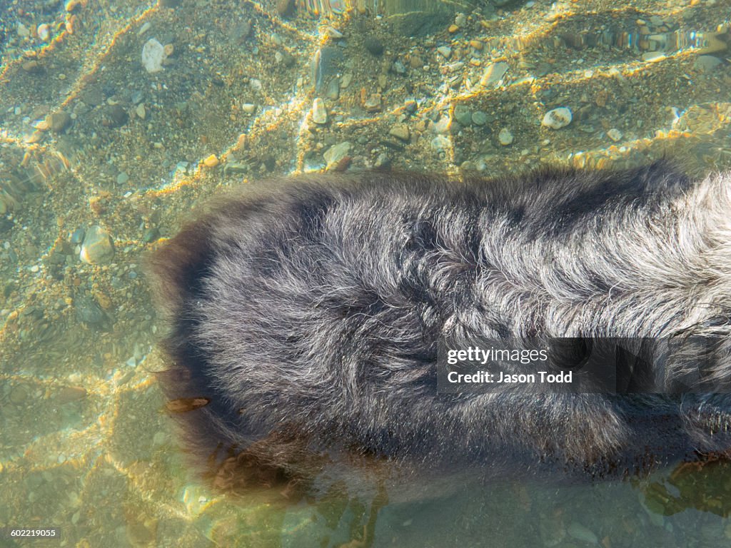 Close up of dog's back in the lake water