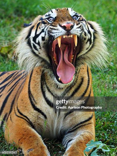 Narling Grass Teeth Photos and Premium High Res Pictures - Getty Images