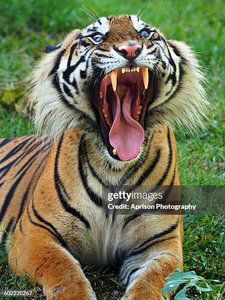 sumatran tiger screaming and showing teeth - sumatran tiger stock pictures, royalty-free photos & images