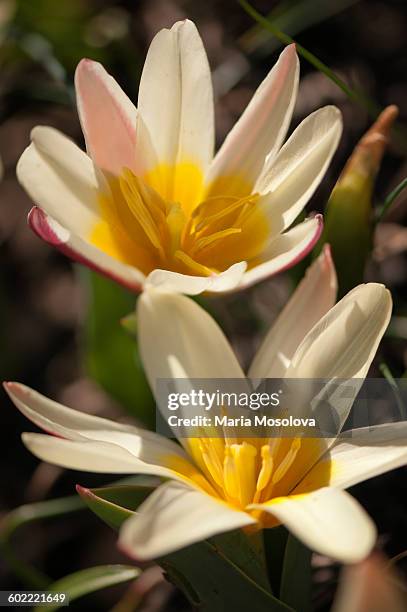 kaufmanniana tulip ice stick - tulipa liliaceae kaufmanniana stock pictures, royalty-free photos & images