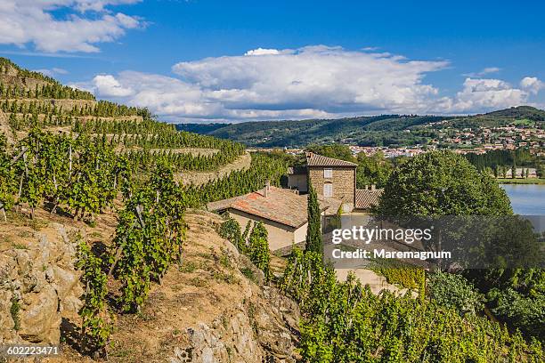 vineyards along rhone river - rhone stock pictures, royalty-free photos & images