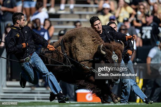 Handlers run with Colorado Buffaloes mascot Ralphie before a game between the Colorado Buffaloes and the Idaho State Bengals at Folsom Field on...
