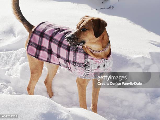 pets in the snow - dog coat stock pictures, royalty-free photos & images