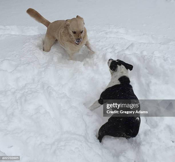 pets in the snow - hatboro stock pictures, royalty-free photos & images