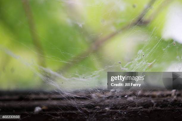 Cobweb Rashes 149 Cobweb Strewn Stock Photos, High-Res Pictures, and Images - Getty ...