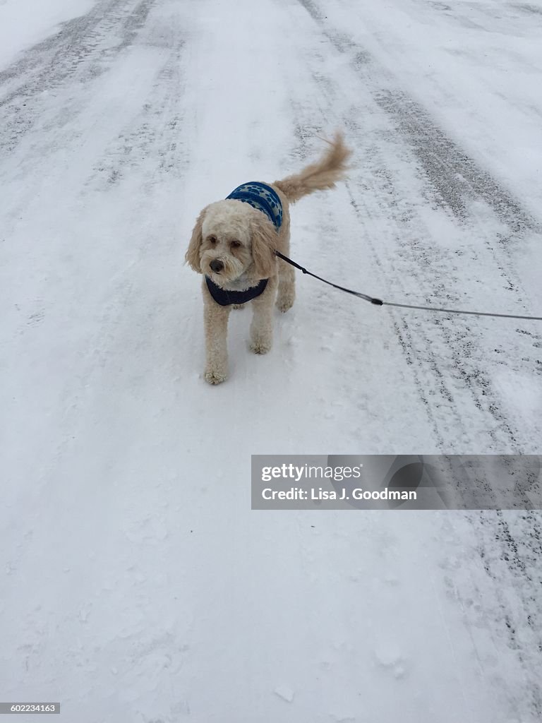 Pets in the Snow