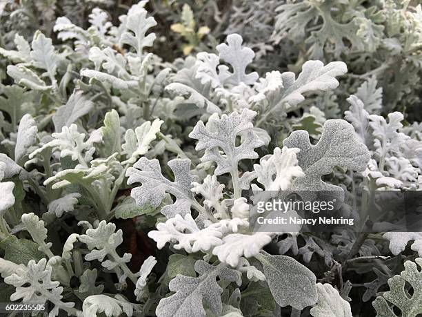 color stories - grey  - cineraria maritima stock pictures, royalty-free photos & images