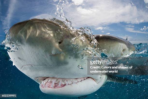 scuba diver having fun with caribbean reef shark - caribbean reef shark stockfoto's en -beelden