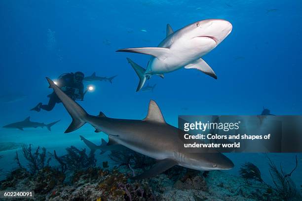 enjoing caribbean reef shark's presence at bahamas - reef shark stock pictures, royalty-free photos & images