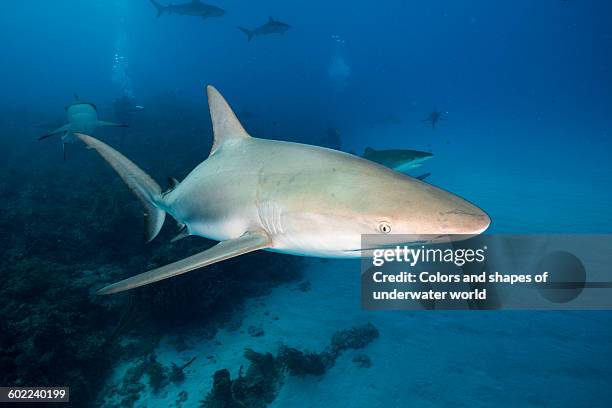 caribean reef sharks swimming in shallows - caribbean reef shark stockfoto's en -beelden