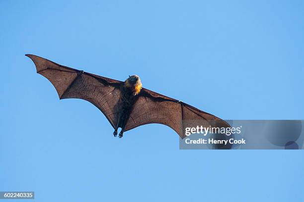 grey-headed fying-fox in flight - pteropus poliocephalus photos et images de collection