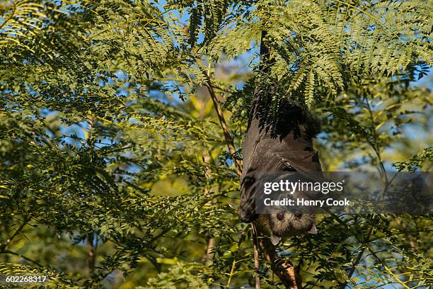 grey-headed flying-fox - pteropus poliocephalus photos et images de collection
