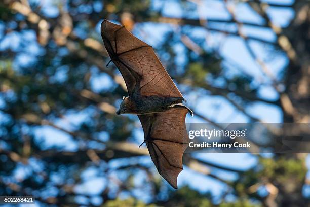grey-headed flying-fox - pteropus poliocephalus photos et images de collection