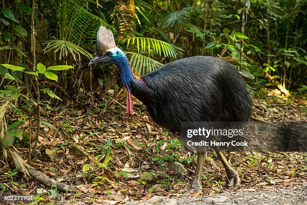 southern cassowary - cassowary stock pictures, royalty-free photos & images