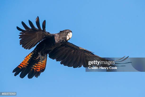 red-tailed black cockatoo - cockatoo stock pictures, royalty-free photos & images