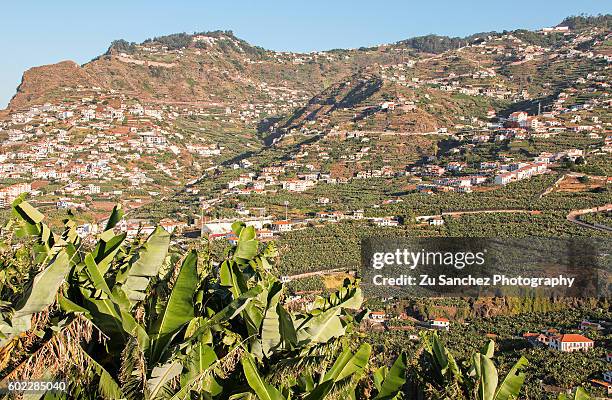 banane plantations - baía do funchal imagens e fotografias de stock
