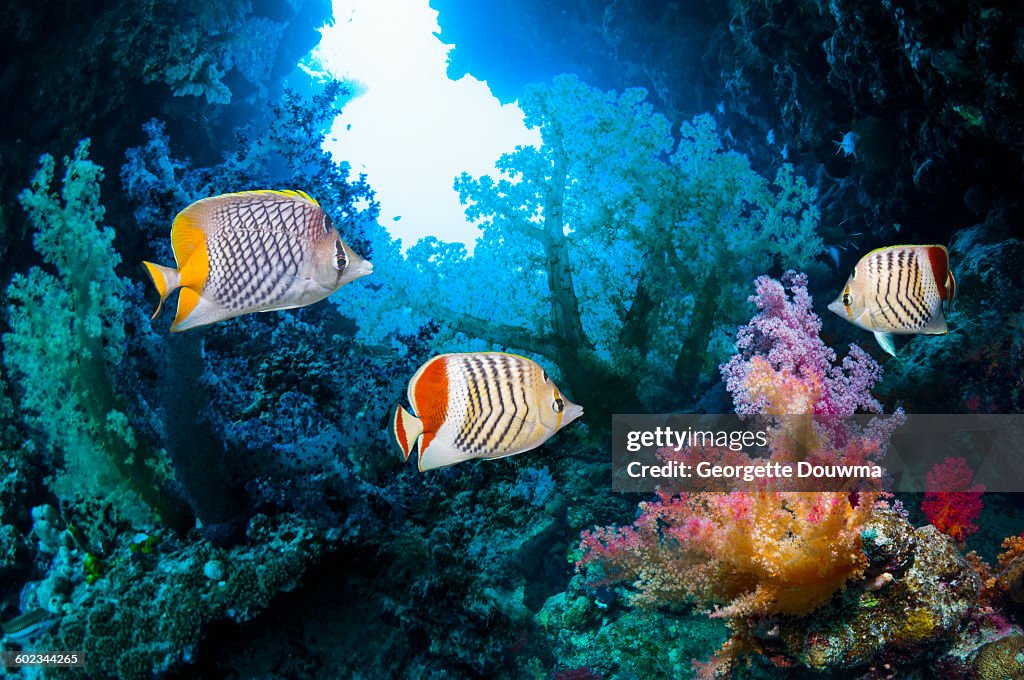Coral reef scenery with butterflyfish
