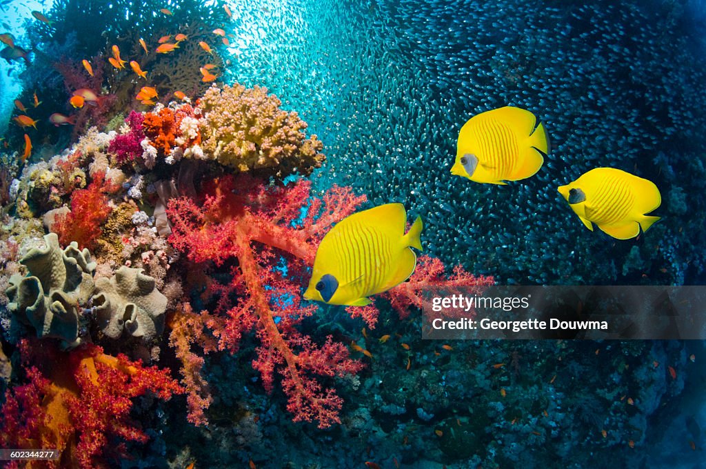 Coral reef scenery with butterflyfish