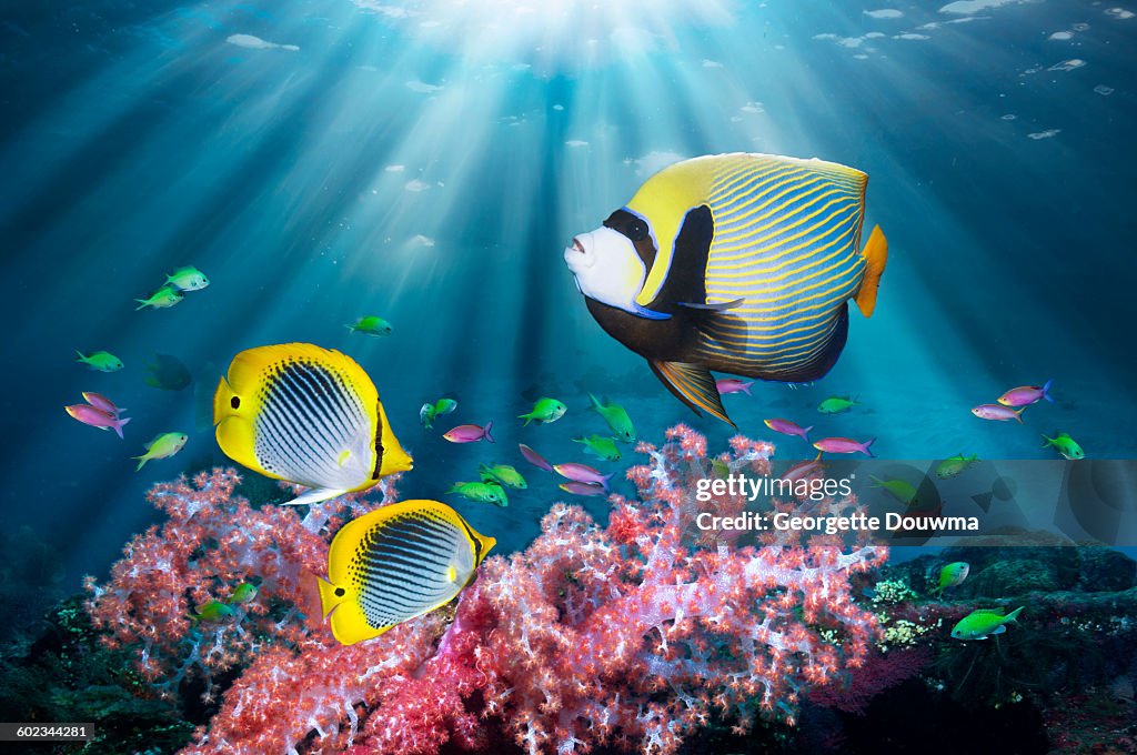 Coral reef scenery with tropical fish