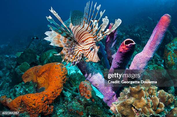 Lion Fish Roa Caribbean Lionfish Photos et images de collection - Getty Images