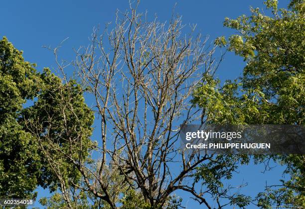 This photo taken on September 7, 2016 shows the crown of an ash tree affected by ash dieback, a fungal disease, in the forest of La...