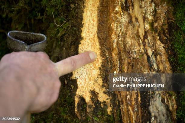 An official from the National Forestry Office identifies tree necrosis, a sympton of ash dieback, a fungal disease, in the forest of La...