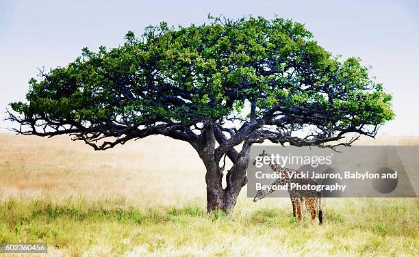 two headed giraffe under acacia tree in serengeti national park, tanzania - acacia tree stockfoto's en -beelden