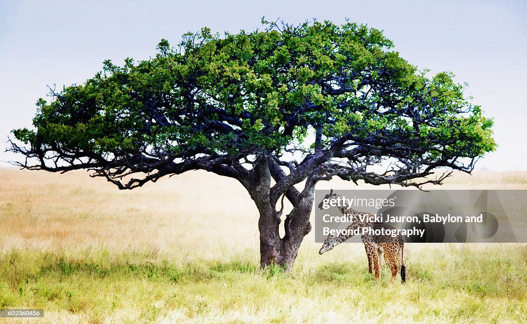 Two Headed Giraffe Under Acacia Tree in Serengeti National Park, Tanzania