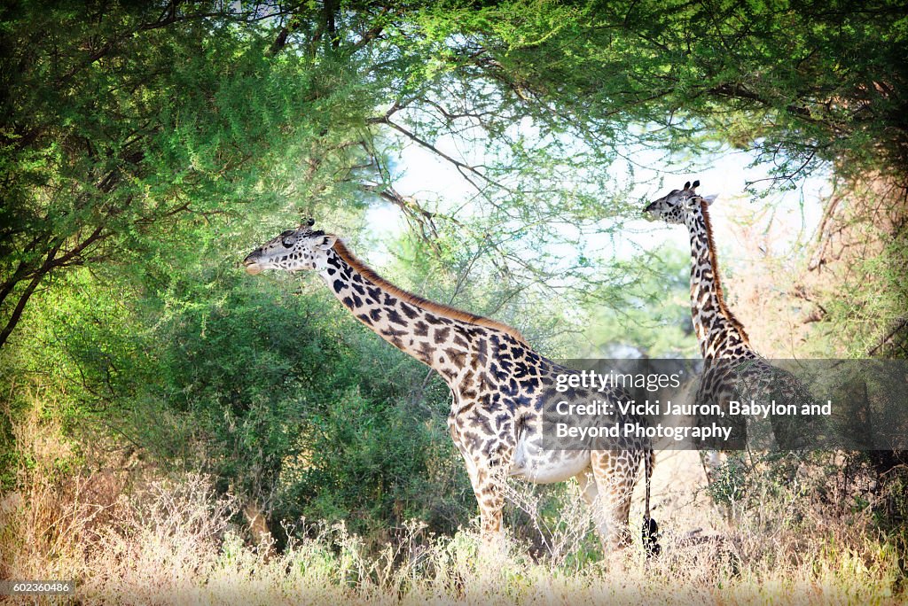 Two Giraffe Enjoying the Acacia Trees in Tarangire National Park, Tanzania