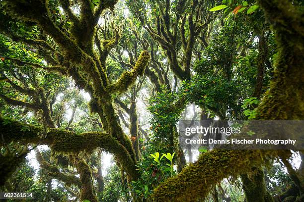 ancient tree - bay leaf stock pictures, royalty-free photos & images