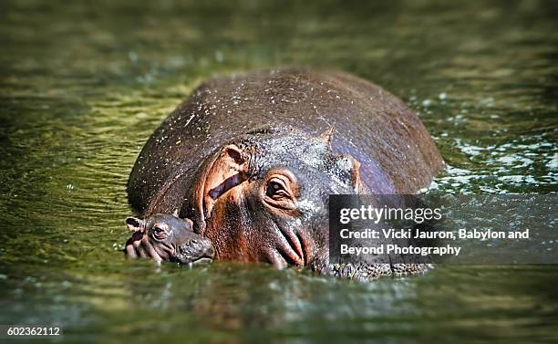 hippo mother and baby hippopotamus in the water at serengeti, tanzania - baby hippo stock pictures, royalty-free photos & images