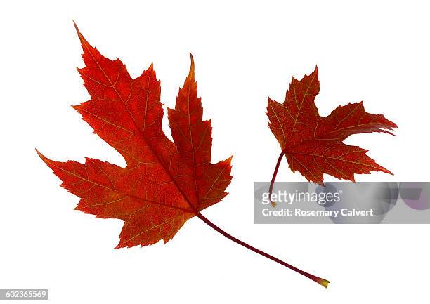 two red maple leaves floating, on white background - maple leaves stock pictures, royalty-free photos & images