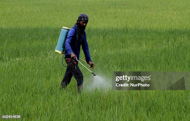 Using Fertilizers 137 Farmer Applies Fertilizers Stock Photos, High-Res Pictures, and ...