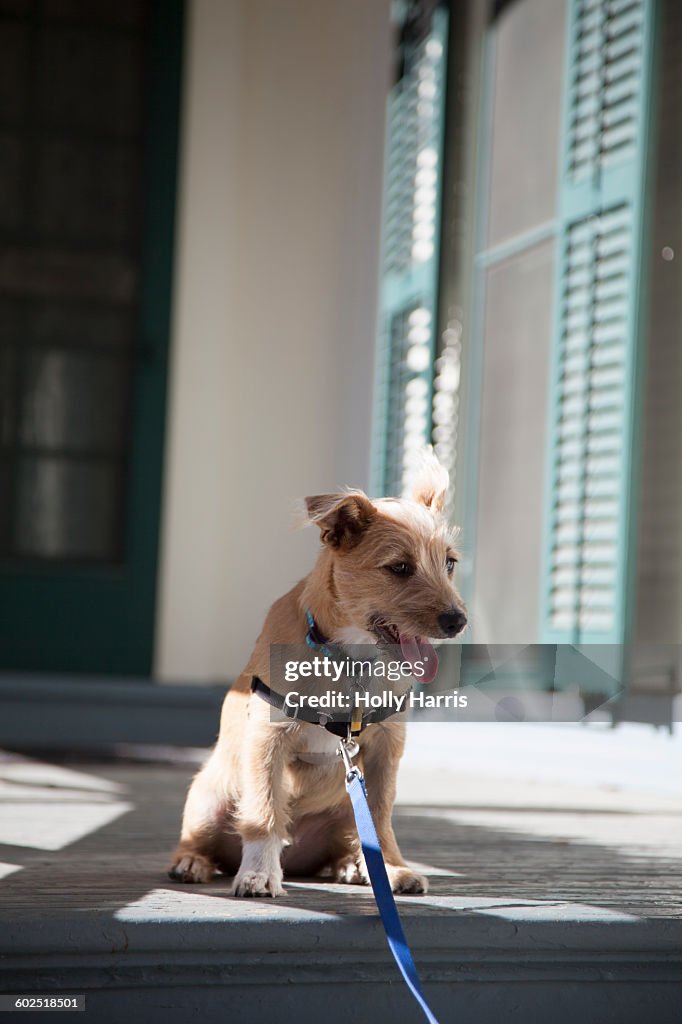 Dog panting on house porch