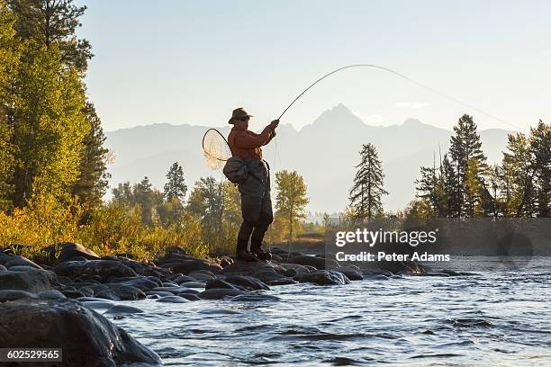 man catching fish, fly fishing in river, canada - fishing ストックフォトと画像