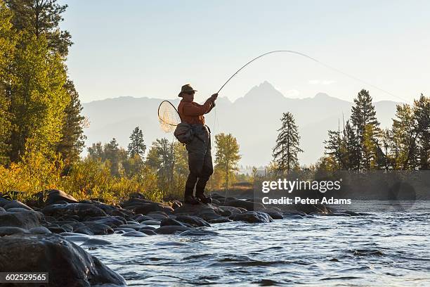 man catching fish, fly fishing in river, canada - casting stock pictures, royalty-free photos & images