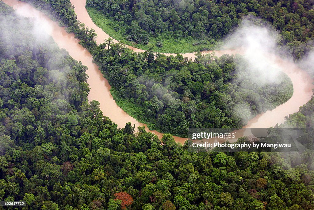 Jungle Meander