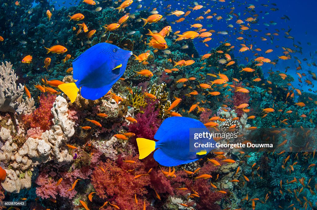 Coral reef with yellow tang and goldies