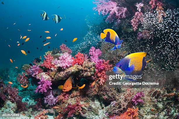 coral reef scenery with angelfish - euxiphipops navarchus fotografías e imágenes de stock