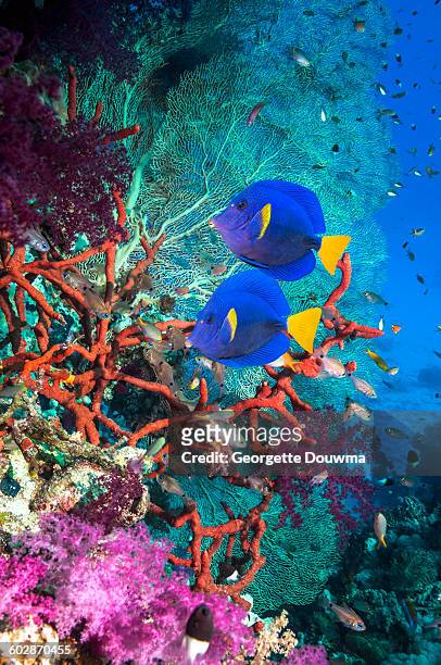 coral reef scenery with yellowtail tangs - reef bildbanksfoton och bilder