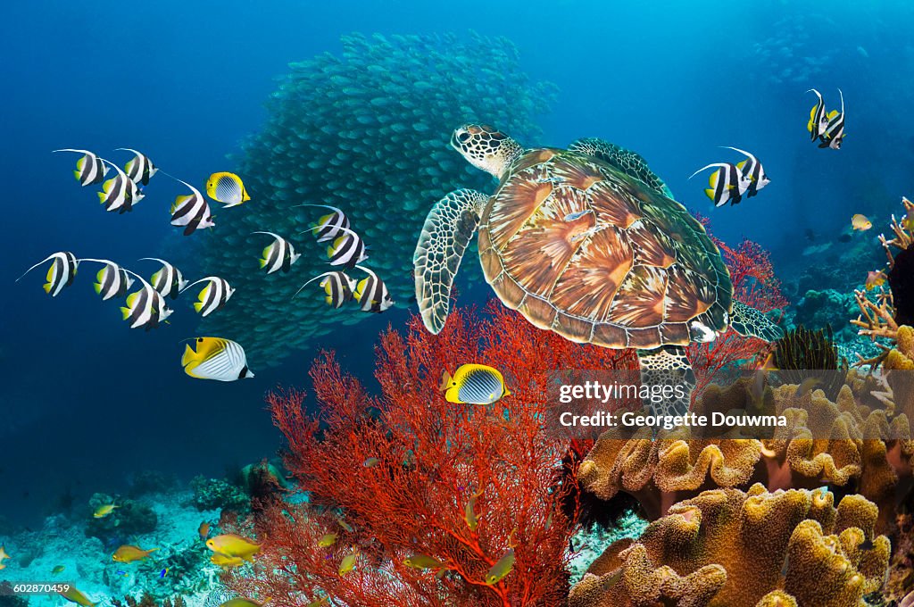 Coral reef scenery with green turtle