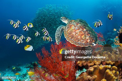 Coral reef scenery with green turtle Coral reef scenery with green turtle