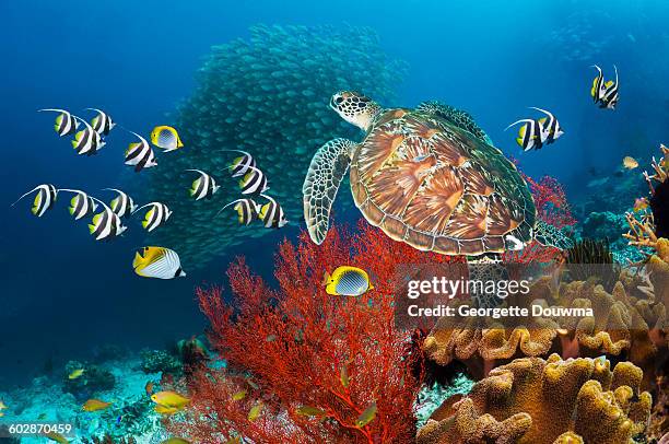 coral reef scenery with green turtle - reef stock pictures, royalty-free photos & images