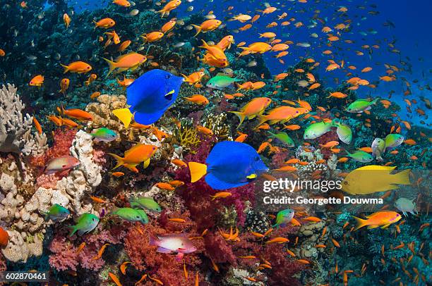 coral reef with yellow tang and goldies - sea life colorful stock pictures, royalty-free photos & images