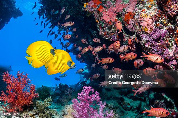 coral reef scenery with golden butterflyfish - pesce farfalla foto e immagini stock